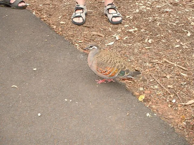 Billeder fra Australien 2006 (6)