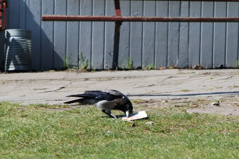 Broer i på Kalvø og Æbelø 2009 (12)